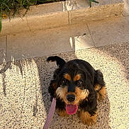 Vaïana a rejoint le concours — aidez-le/la à gagner de superbes lots ! dog, leash, outdoor, sunlight, shadow, stone_path, greenery, plant, flower, pet, canine, happy, tongue_out, floppy_ears, brown, black, fur, sitting, looking_up, daylight