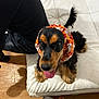 Vaïana participe au concours pour gagner de l'argent avec cette photo : dog, black_and_tan, headscarf, orange, white_cushion, tongue_out, indoor, wooden_floor, playful, pet, bench, sitting, canine, fur, happy, costume, animal, companion, domestic, cute
