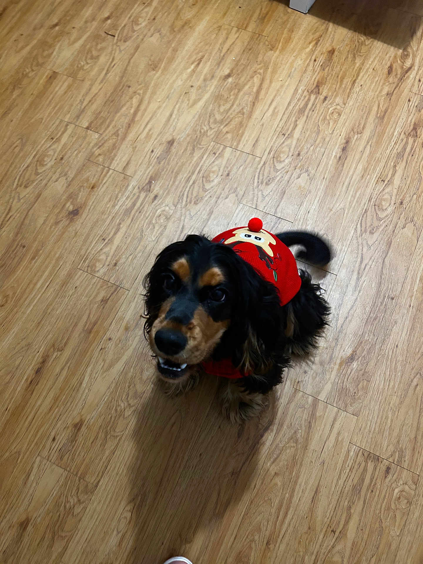 Vaïana a rejoint le concours — aidez-le/la à gagner de superbes lots ! dog, pet, animal, indoor, wooden_floor, clothing, sweater, red, black, brown, cute, tail, looking_up, happy, small_dog, cocker_spaniel, fur, ears, holiday, festive