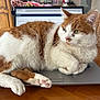 Sherco participe au concours pour gagner de l'argent avec cette photo : cat, laptop, orange_and_white_cat, indoor, wooden_table, chair, pet, feline, computer, technology, fur, cute, relaxed, domestic_animal, table, resting, animal, closeup, home, cozy