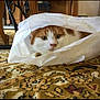 Sherco a rejoint le concours — aidez-le/la à gagner de superbes lots ! cat, plastic_bag, carpet, indoor, furniture, curious, orange_and_white_cat, black_cat, pet, animal, floor, wooden_chair, patterned_rug, household, domestic, whiskers, ears, eyes, face, playful