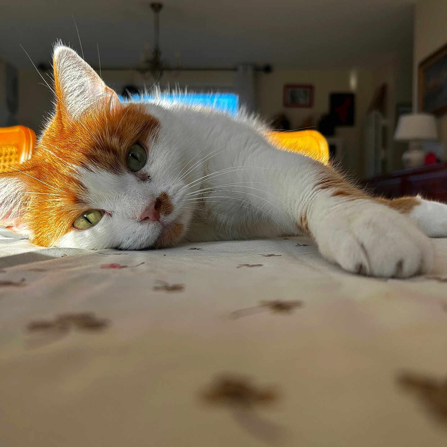 Sherco participe au concours pour gagner de l'argent avec cette photo : cat, chair, closeup, curtains, domestic_cat, furniture, green_eyes, home, indoor, laying_down, living_room, orange_and_white, paw, pet, relaxed, soft_light, sunlight, tablecloth, whiskers, window
