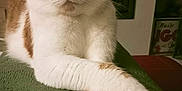 Sherco participe au concours pour gagner de l'argent avec cette photo : cat, white_cat, orange_cat, pet, animal, feline, indoor, resting, paws, crossed_paws, relaxed, cozy, fur, close_up, sleepy, domestic_cat, mammal, whiskers, nose, cute