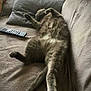 cat, gray_cat, couch, pillows, remote_control, relaxing, sleeping, indoor, feline, pet, fur, whiskers, paw, cozy, home, resting, animal, cute, comfortable, soft