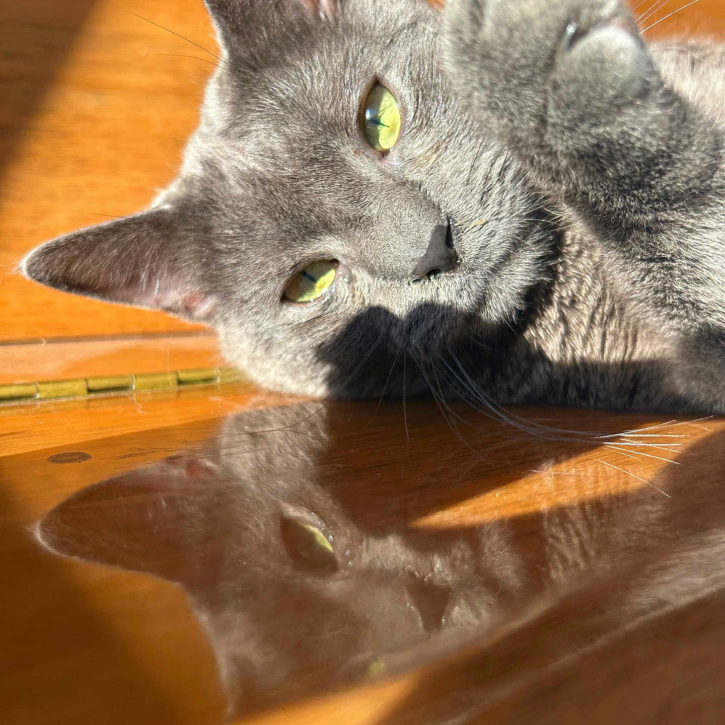 Solex a rejoint le concours — aidez-le/la à gagner de superbes lots ! animal, cat, close_up, cute, feline, fur, gray_cat, green_eyes, indoor, paw, pet, playful, portrait, reflection, relaxed, shadow, soft_light, sunlight, whiskers, wooden_surface