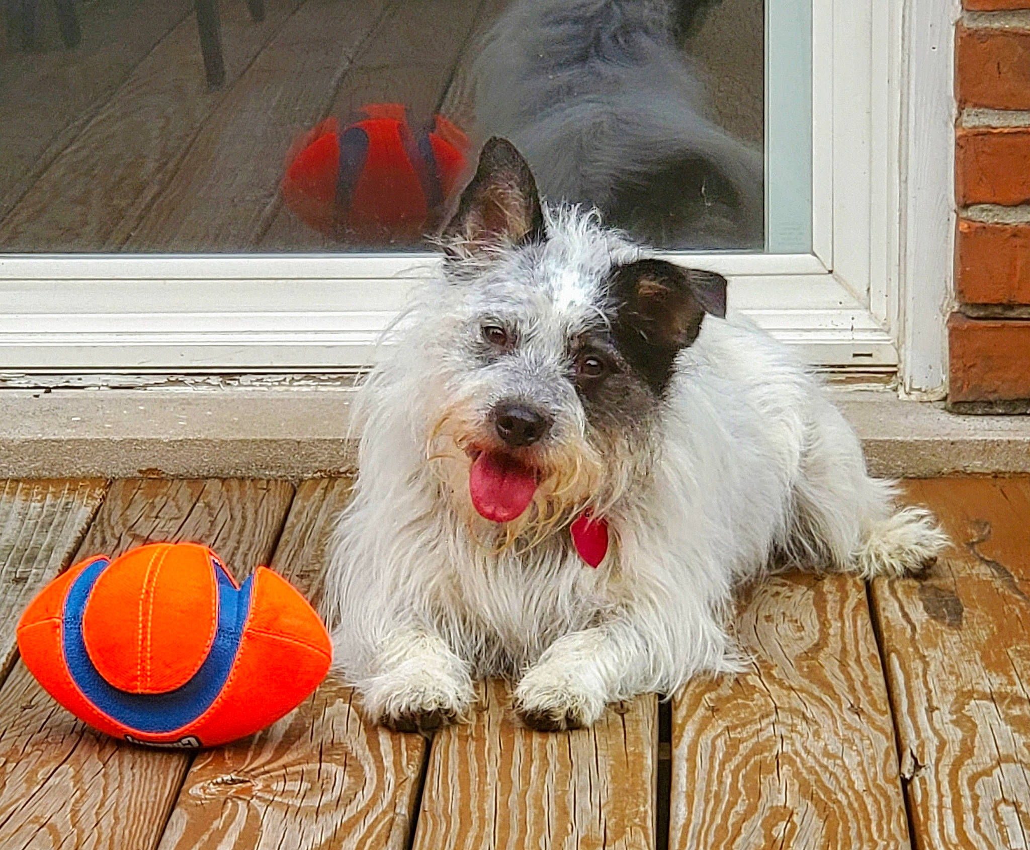 Raina joined the competition — help win amazing prizes! ball, carnivore, circle, collar, companion_dog, dog, dog_breed, dog_collar, dog_supply, door, flooring, football, lifebuoy, small_terrier, snout, soccer_ball, terrier, toy_dog, wood, working_animal
