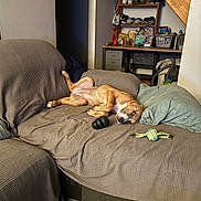 Uma participe au concours pour gagner de l'argent avec cette photo : dog, couch, blanket, dog_toy, pillow, indoor, floor_tile, shelf, shoes, bag, relaxed, sleeping, pet, home_interior, wooden_stairs, furniture, household_items, resting, canine, living_room