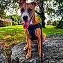 Uma participe au concours pour gagner de l'argent avec cette photo : animal, background, canine, daytime, dog, ears, grass, greenery, happy, harness, leash, nature, outdoor, park, pet, rock, sitting, sunlight, tongue_out, tree