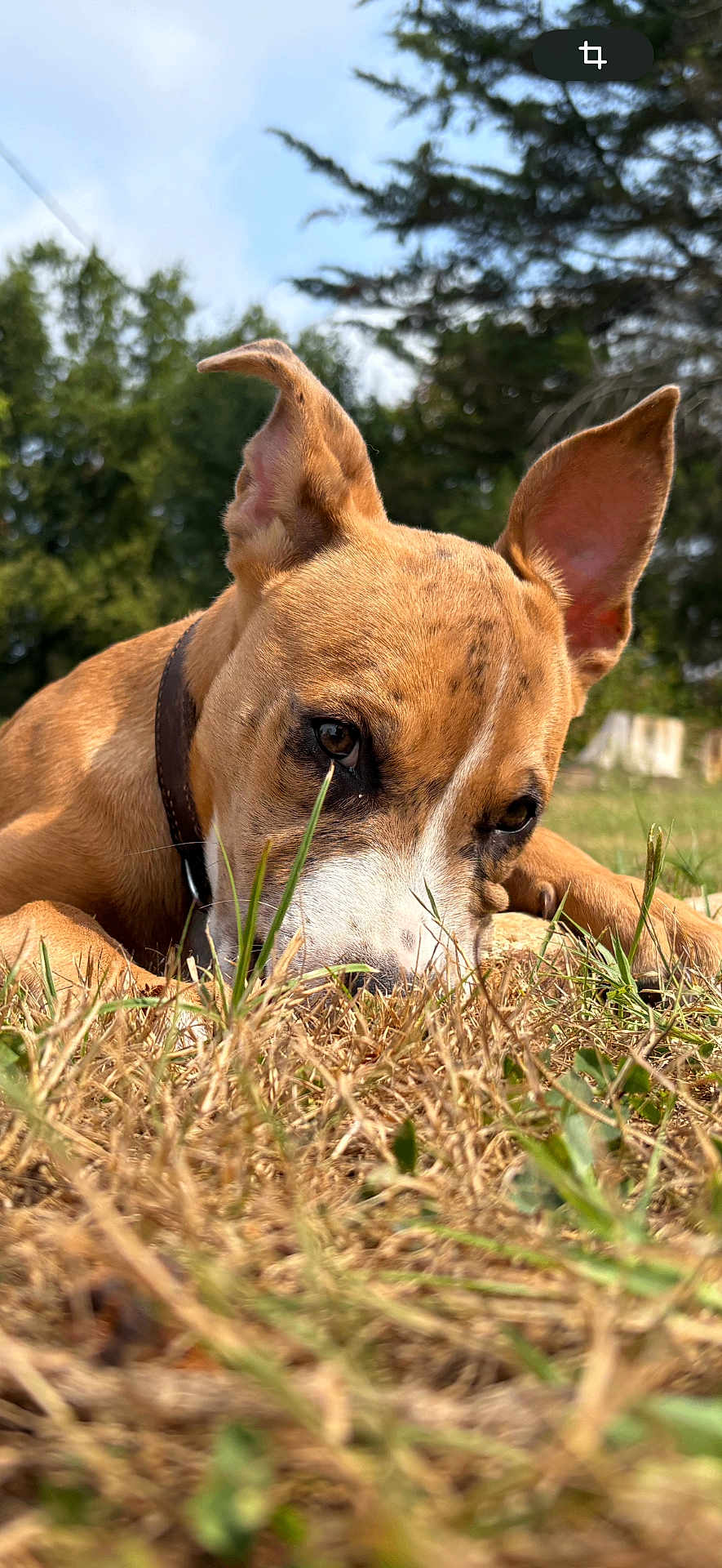 Uma a rejoint le concours — aidez-le/la à gagner de superbes lots ! dog, animal, outdoor, grass, brown, white, ear, collar, nature, tree, sky, closeup, pet, lying_down, snout, daylight, canine, field, portrait, fur