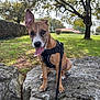 Uma participe au concours pour gagner de l'argent avec cette photo : dog, animal, pet, outdoor, park, rock, grass, tree, leash, harness, sunlight, nature, canine, tongue_out, sitting, brown_coat, one_ear_up, happy, suburban, daytime