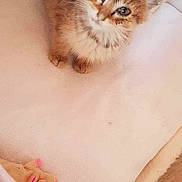 Woopy a rejoint le concours — aidez-le/la à gagner de superbes lots ! animal, blanket, canine, cat, furniture, infantbed, kitten, pet