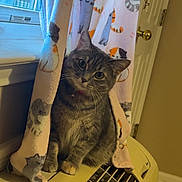 Squeeken Marie is registered to the contest to win money with this photo: animal, beige, cartoon_cats, cat, cozy, curious, curtain, decor, domestic, door, feline, floor, gray_tabby, home, indoor, pet, pink, radiator, soft_lighting, window