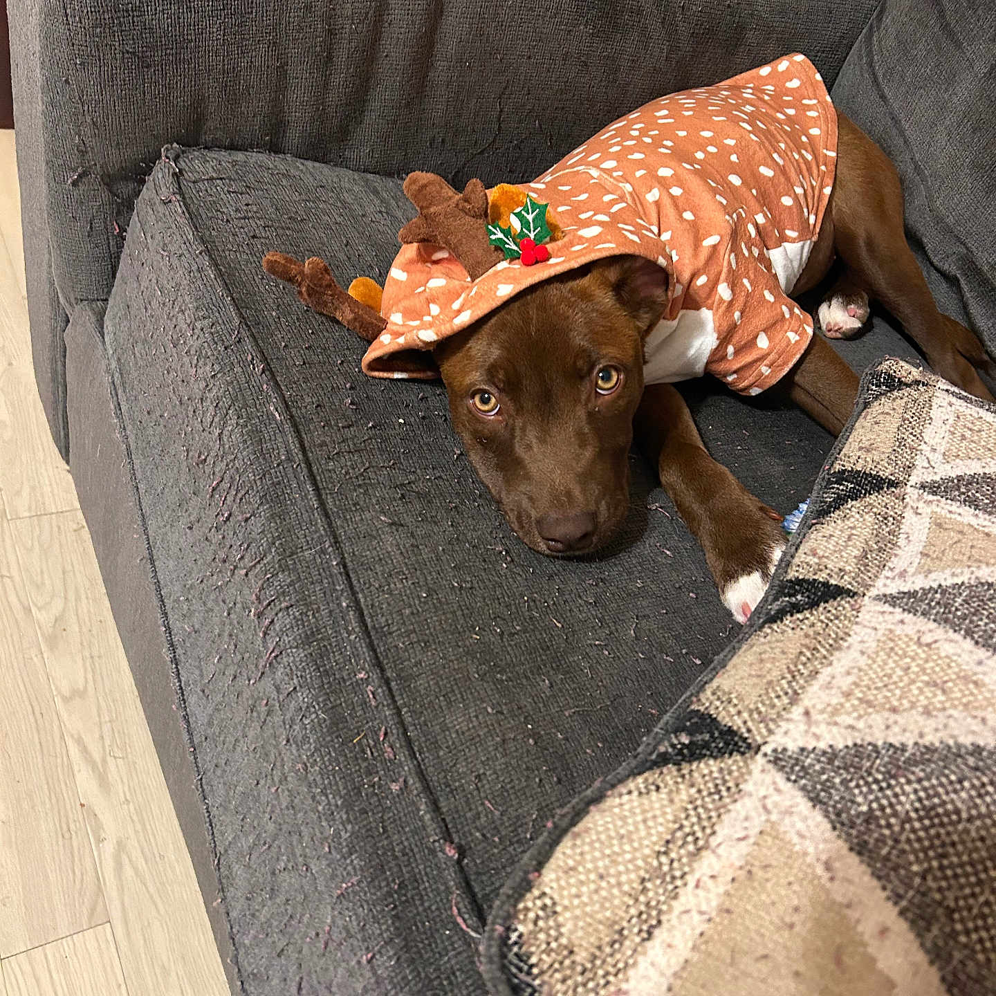 Wildflower joined the competition — help win amazing prizes! animal, antlers, brown_dog, costume, couch, cozy, cute, dog, fabric, festive, holiday_outfit, home, indoor, living_room, pet, pillows, reindeer_costume, resting, sofa, wood_floor