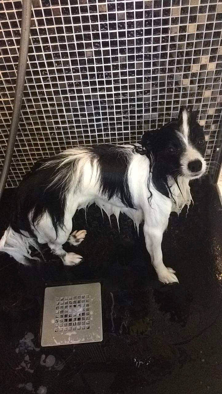 Marlo a rejoint le concours — aidez-le/la à gagner de superbes lots ! art, canidae, carnivore, companion_dog, dog, dog_breed, dog_supply, fence, fur, mesh, paw, pet_supply, snout, sporting_group, tail, terrestrial_animal, terrier, toy_dog, whiskers, working_animal