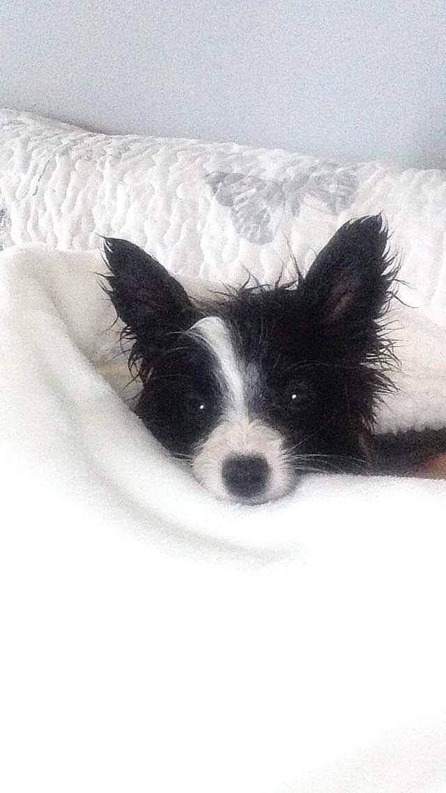 Marlo a rejoint le concours — aidez-le/la à gagner de superbes lots ! canidae, carnivore, comfort, companion_dog, dog, dog_breed, dog_supply, fur, paw, snow, sporting_group, terrestrial_animal, whiskers, working_animal, working_dog