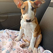 Elvie a rejoint le concours — aidez-le/la à gagner de superbes lots ! bull_terrier, puppy, dog, pet, car_interior, blanket, paw_print, cute, ears, sitting, fur, collar, soft_texture, window, sunlight, seat, young_animal, indoors, animal_face, adorable