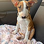 bull_terrier, puppy, dog, pet, car_interior, blanket, paw_print, cute, ears, sitting, fur, collar, soft_texture, window, sunlight, seat, young_animal, indoors, animal_face, adorable