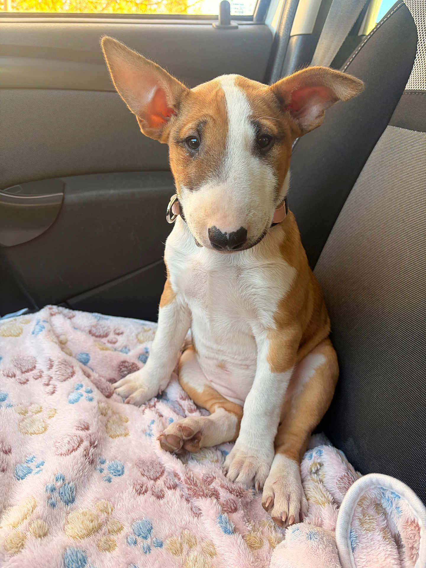 Elvie a rejoint le concours — aidez-le/la à gagner de superbes lots ! bull_terrier, puppy, dog, pet, car_interior, blanket, paw_print, cute, ears, sitting, fur, collar, soft_texture, window, sunlight, seat, young_animal, indoors, animal_face, adorable