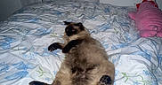 Mocha Bean joined the competition — help win amazing prizes! cat, siamese_cat, fluffy, feline, pet, animal, lying_down, relaxed, bed, bedroom, bedding, floral_pattern, pillow, pink_pillow, tail, dark_fur, blue, white, indoor, cozy