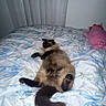 cat, siamese_cat, fluffy, feline, pet, animal, lying_down, relaxed, bed, bedroom, bedding, floral_pattern, pillow, pink_pillow, tail, dark_fur, blue, white, indoor, cozy