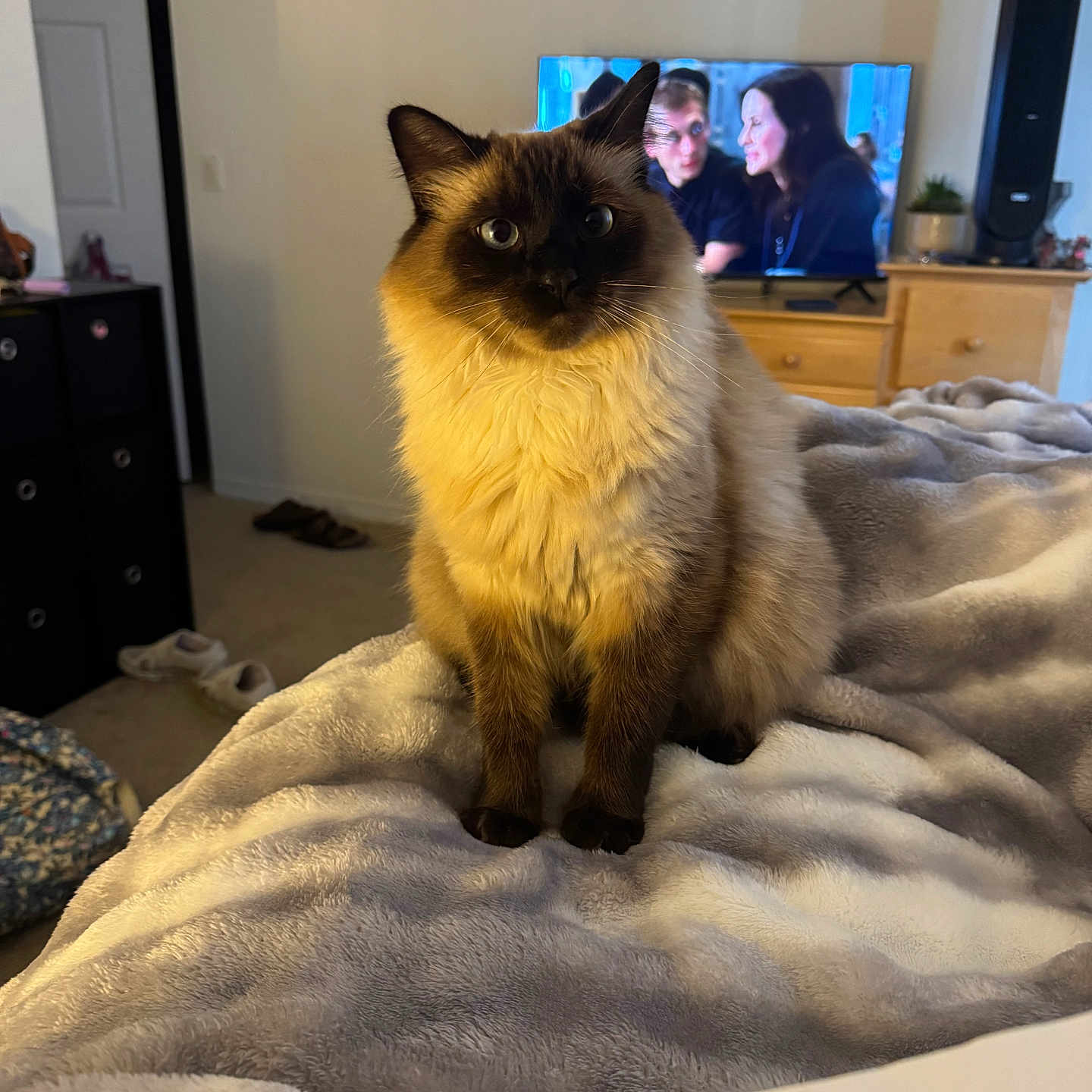 Mocha Bean