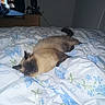 Mocha Bean is registered to the contest to win money with this photo: cat, siamese_cat, pet, animal, fluffy, sleeping, lying_down, bed, bedroom, bedsheet, floral_pattern, indoor, home, television, dresser, speaker, snack_box, dim_lighting, relaxed, photograph