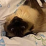 Mocha Bean is registered to the contest to win money with this photo: cat, fluffy, colorpoint, long_hair, blue_eyes, upside_down, lying_down, bed, bedding, blanket, floral_pattern, indoor, bedroom, pet, whiskers, tail, brown, cream, portrait, funny_pose