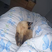 Mocha Bean is registered to the contest to win money with this photo: cat, siamese_cat, sleeping, pet, animal, furry, bed, bedroom, duvet, bedding, blanket, butterfly_pattern, flower_pattern, indoor, home, television, dresser, furniture, cozy, low_light