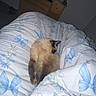cat, siamese_cat, sleeping, pet, animal, furry, bed, bedroom, duvet, bedding, blanket, butterfly_pattern, flower_pattern, indoor, home, television, dresser, furniture, cozy, low_light