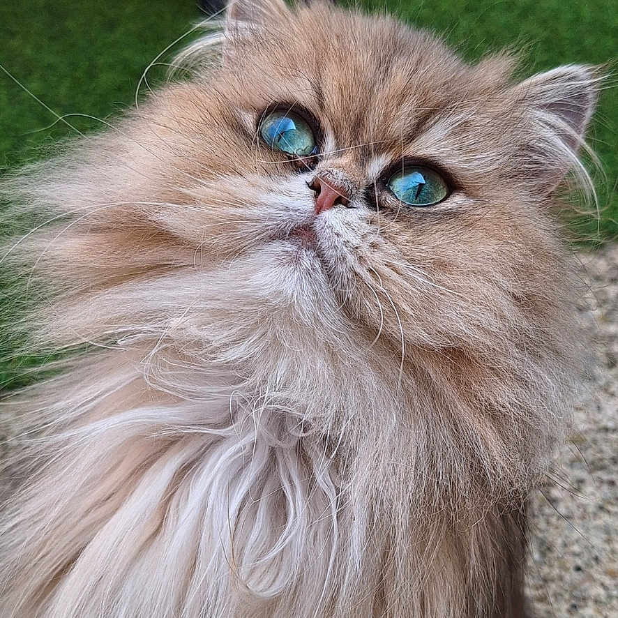 Lulue a rejoint le concours — aidez-le/la à gagner de superbes lots ! adorable, animal, blue_eyes, cat, close_up, curious, cute, domestic, feline, fluffy, fur, grass, long_hair, mammal, nature, outdoor, pet, portrait, soft, whiskers
