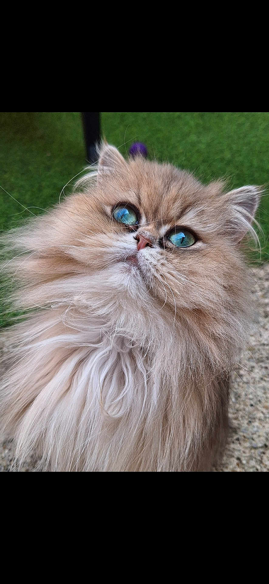 Lulue