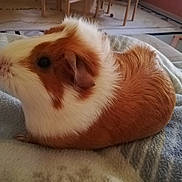 Minie participe au concours pour gagner de l'argent avec cette photo : fur, guinea_pig, rodent, snout, whiskers