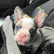 Naya a rejoint le concours — aidez-le/la à gagner de superbes lots ! puppy, dog, blue_eyes, pink_nose, car_seat, seatbelt, blanket, pet, cute, ears, indoor, animal, young, collar, restraint, car_interior, closeup, fur, snout, leash