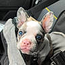 puppy, dog, blue_eyes, pink_nose, car_seat, seatbelt, blanket, pet, cute, ears, indoor, animal, young, collar, restraint, car_interior, closeup, fur, snout, leash