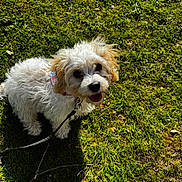 Dottie joined the competition — help win amazing prizes! dog, puppy, grass, leash, outdoor, pet, sunlight, happy, canine, collar, small_dog, cute, fur, nature, playful, animal, smiling, daylight, greenery, looking_up