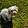 Dottie