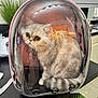 cat, pet_carrier, backpack, indoor, table, kitchen, plant, curious, fluffy, gray_cat, striped_tail, transparent_cover, modern_interior, domestic_cat, feline, small_pet, cute, resting, animal, houseplant