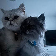 Maggie is registered to the contest to win money with this photo: animal, bell_collar, blue_tag, cat, close_up, collar, cute, domestic, ears, feline, fluffy, fur, furniture, indoor, living_room, pet, snuggling, television, two_cats, whiskers