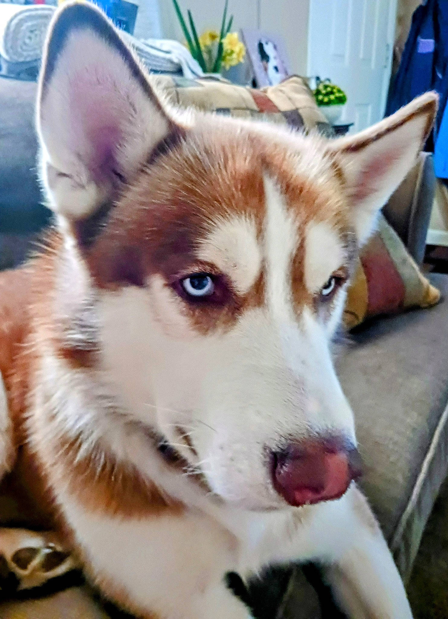 Rock joined the competition — help win amazing prizes! canidae, carnivore, collar, companion_dog, dog, dog_breed, eye, fawn, fur, jaw, plant, shorts, siberian_husky, sled_dog, snout, sporting_group, whiskers, window, working_animal, working_dog