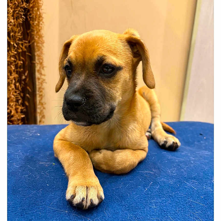 Bella participe au concours pour gagner de l'argent avec cette photo : puppy, dog, animal, pet, indoor, blue_surface, brown_fur, cute, young_dog, resting, portrait, canine, paw, fur, looking_away, adorable, small_dog, domestic_animal, mammal, companion