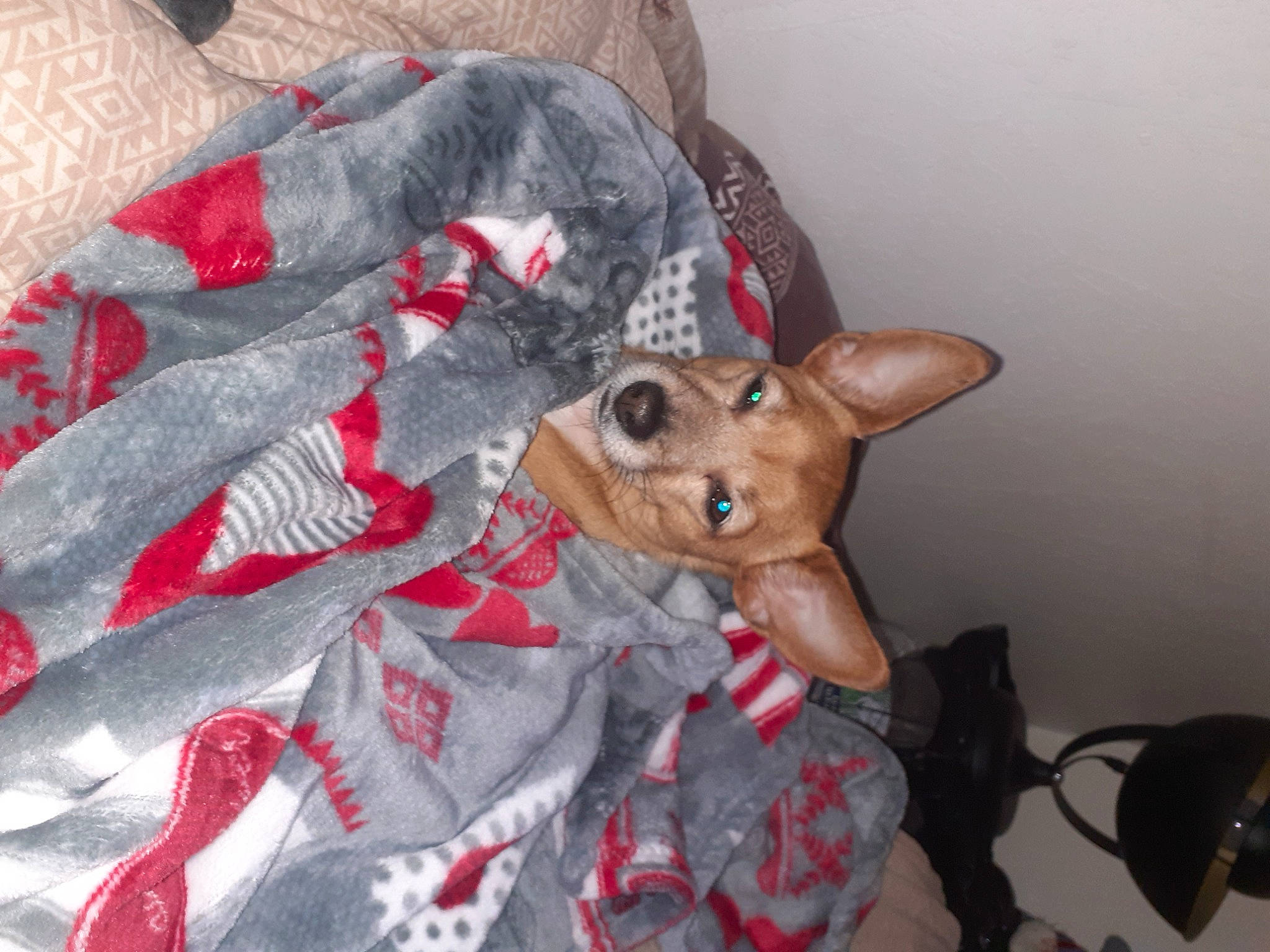 Naya a rejoint le concours — aidez-le/la à gagner de superbes lots ! canidae, carmine, carnivore, christmas, christmas_ornament, collar, companion_dog, dog, dog_breed, dog_clothes, dog_supply, event, fawn, fur, linens, liver, pattern, toy_dog, whiskers, working_animal