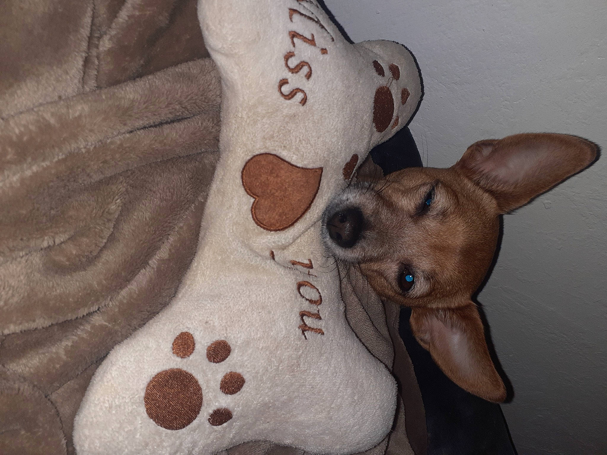 Naya participe au concours pour gagner de l'argent avec cette photo : canidae, carmine, carnivore, comfort, companion_dog, dog, dog_breed, dog_supply, fawn, foot, fur, pattern, paw, plush, snout, sporting_group, stuffed_toy, whiskers, white, working_animal