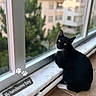 Rugrat joined the competition — help win amazing prizes! cat, tuxedo_cat, black_and_white, pet, animal, sitting, windowsill, window, indoors, home, marble_sill, wood_floor, city_view, apartment_buildings, greenery, blurred_background, yellow_eyes, whiskers, paw_stickers, text_overlay