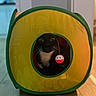 cat, tuxedo_cat, pet, animal, play_tent, yellow, green, indoor, toy, bell, wide_eyed, whiskers, black_fur, white_chest, sitting, portrait, playful, curious, home, photography