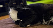 Rugrat is registered to the contest to win money with this photo: cat, tuxedo_cat, black_cat, white_chest, animal, pet, feline, whiskers, yellow_eyes, pointed_ears, lying_down, lounging, indoor, couch, close_up, portrait, staring, fur, home, office