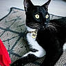 Rugrat joined the competition — help win amazing prizes! cat, tuxedo_cat, black_and_white, feline, pet, animal, whiskers, green_eyes, wide_eyes, collar, name_tag, sitting, lying_down, indoor, carpet, portrait, close_up, alert, black_fur, white_chest