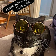 Rugrat is registered to the contest to win money with this photo: cat, black_and_white_cat, sunglasses, glasses, pet, whiskers, green_eyes, collar, bell, portrait, close_up, indoors, living_room, chair, furniture, cozy, funny, fashion, text_overlay, professor