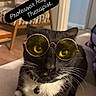 cat, black_and_white_cat, sunglasses, glasses, pet, whiskers, green_eyes, collar, bell, portrait, close_up, indoors, living_room, chair, furniture, cozy, funny, fashion, text_overlay, professor