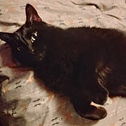 Raven is registered to the contest to win money with this photo: animal, bed, black_cat, black_fur, blanket, cat, collar, cozy, feline, glowing_eyes, home, indoor, lying_down, paws, pet, pointed_ears, portrait, relaxed, resting, whiskers