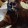 Raven joined the competition — help win amazing prizes! animal, bed, bedding, black_cat, cat, close_up, cozy, ears, eyes, feline, fur, household, indoor, long_whiskers, pet, portrait, serious_expression, sitting, whiskers, white_markings